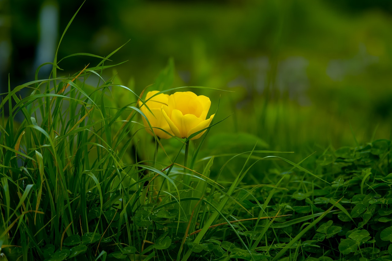 blurred-background-bright-close-up-1042423