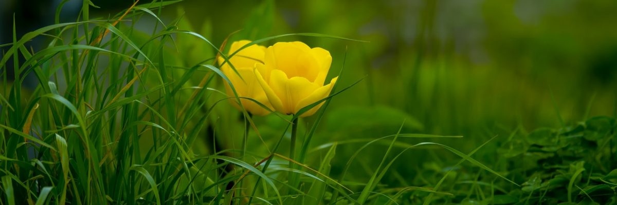 blurred-background-bright-close-up-1042423